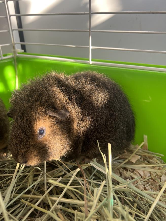 PIXIE, an adoptable Guinea Pig in Upper Marlboro, MD_image-1