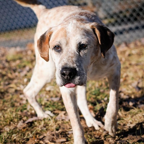 Blazer, an adoptable Bluetick Coonhound in Jefferson city, TN_image-1