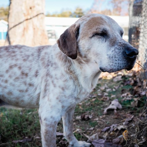 Blazer, an adoptable Bluetick Coonhound in Jefferson city, TN_image-2