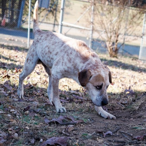 Blazer, an adoptable Bluetick Coonhound in Jefferson city, TN_image-4