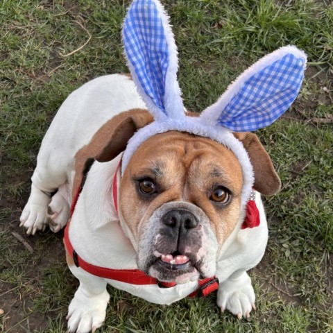 English bulldog mixed with hot sale beagle