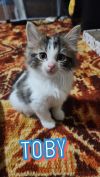 Toby