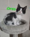 Oreo
