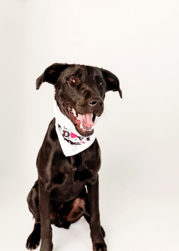 Mori, an adoptable Black Labrador Retriever & German Shepherd Dog Mix in Cypress, TX_image-1