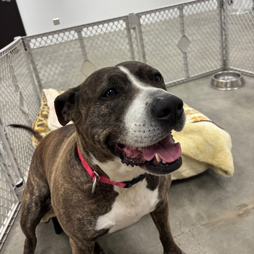 Tinsel A2062730