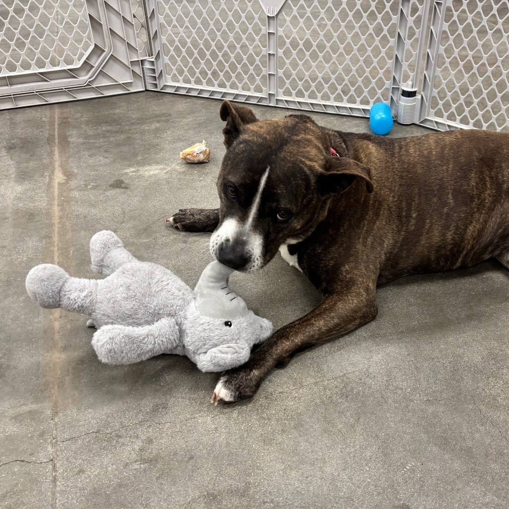 Tinsel A2062730
