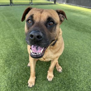 Owl A5264417, Adult Male Boxer