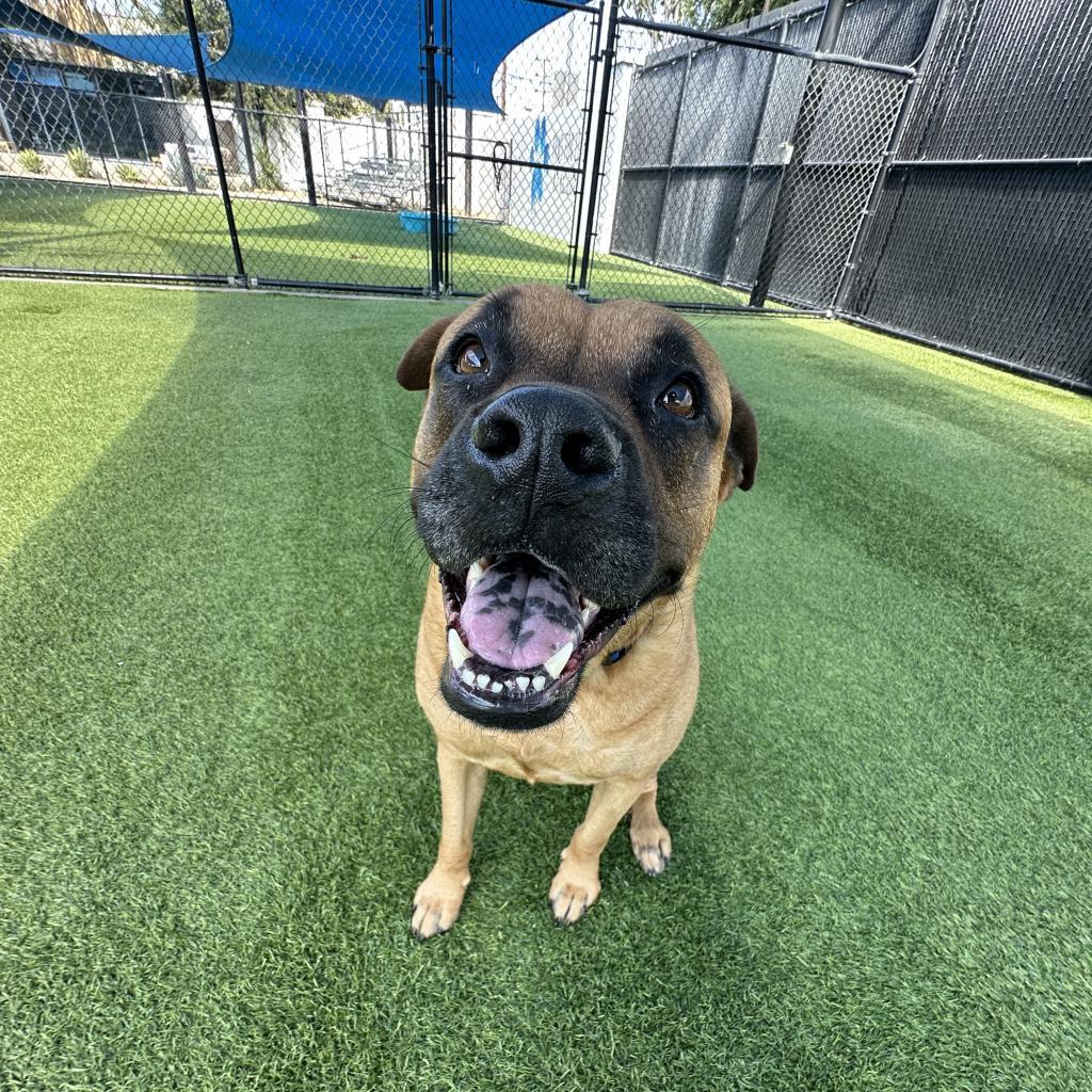 Owl A5264417
