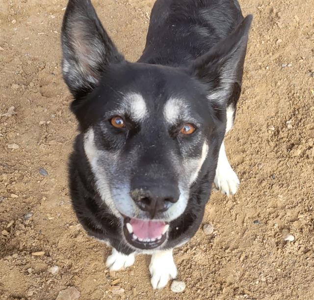 PINKY, an adoptable Husky, German Shepherd Dog in Albuquerque, NM, 87121 | Photo Image 1