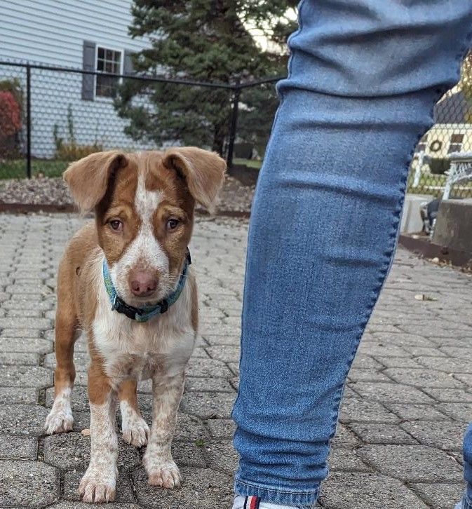 Faith, an adoptable Australian Cattle Dog / Blue Heeler & Terrier Mix in Hoffman Estates, IL_image-1