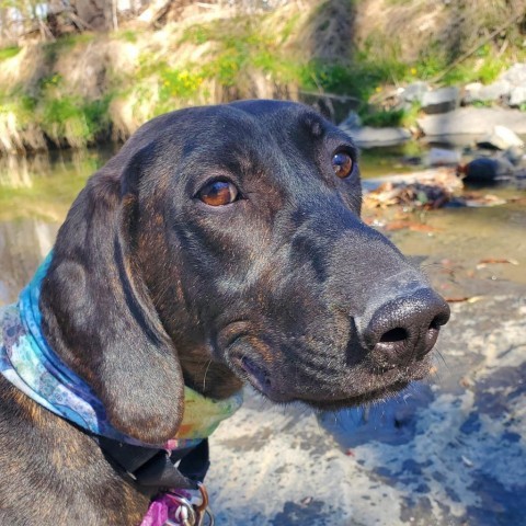 Roscoe Jay 1