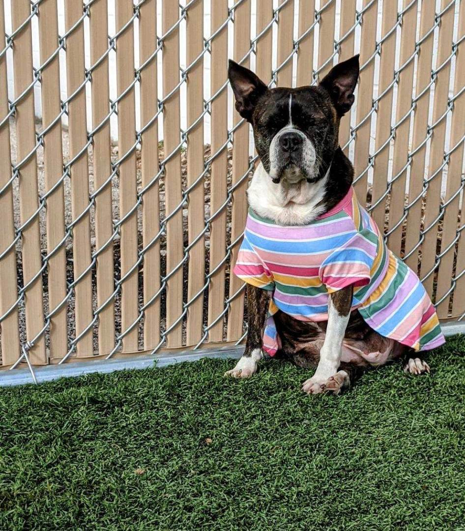 Boston terrier 2024 sweaters for humans