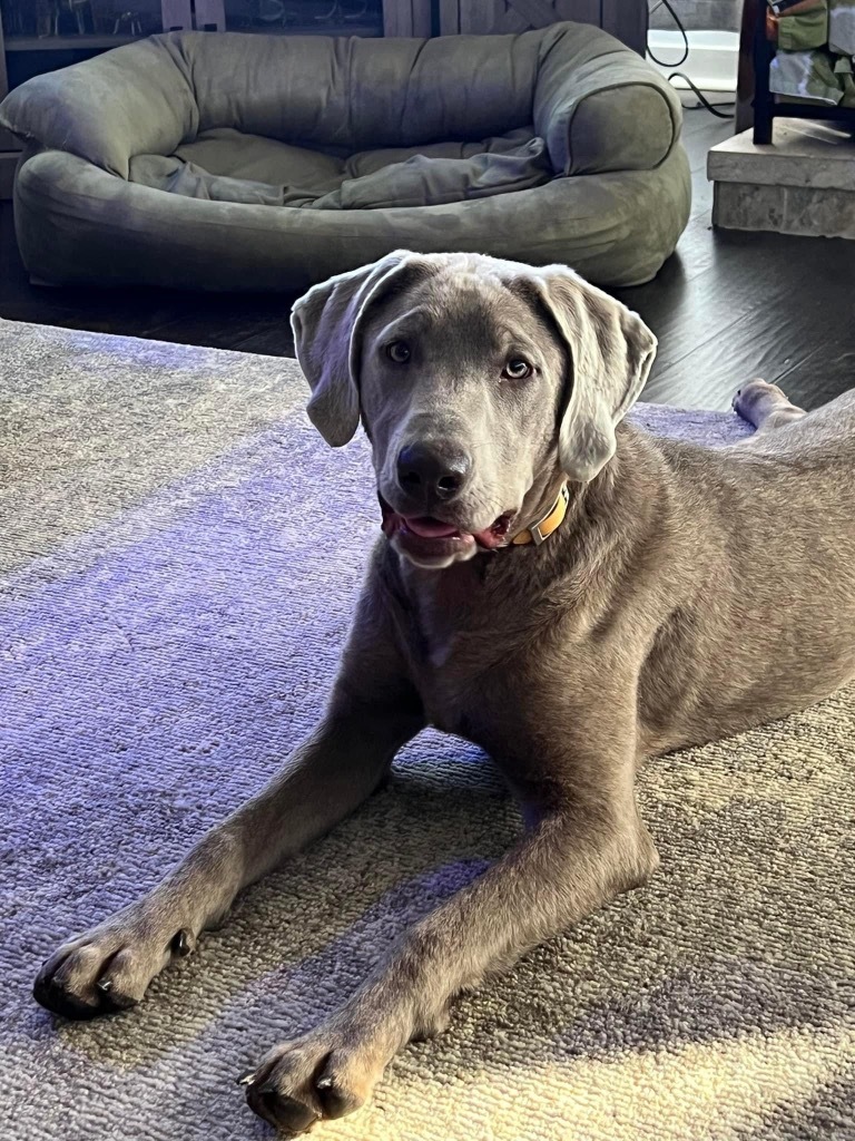 Daisy