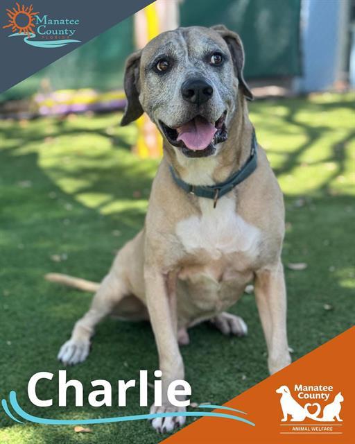 CHARLIE, an adoptable Mixed Breed in Palmetto, FL, 34221 | Photo Image 1