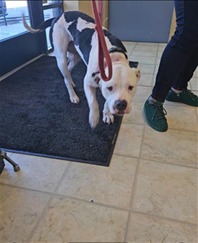 A071069, an adoptable Pit Bull Terrier in Norfolk, VA, 23502 | Photo Image 1