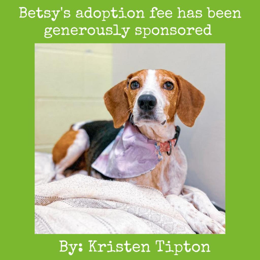 Hazel - MISSING, an adoptable Black and Tan Coonhound in Lynchburg, VA, 24502 | Photo Image 1