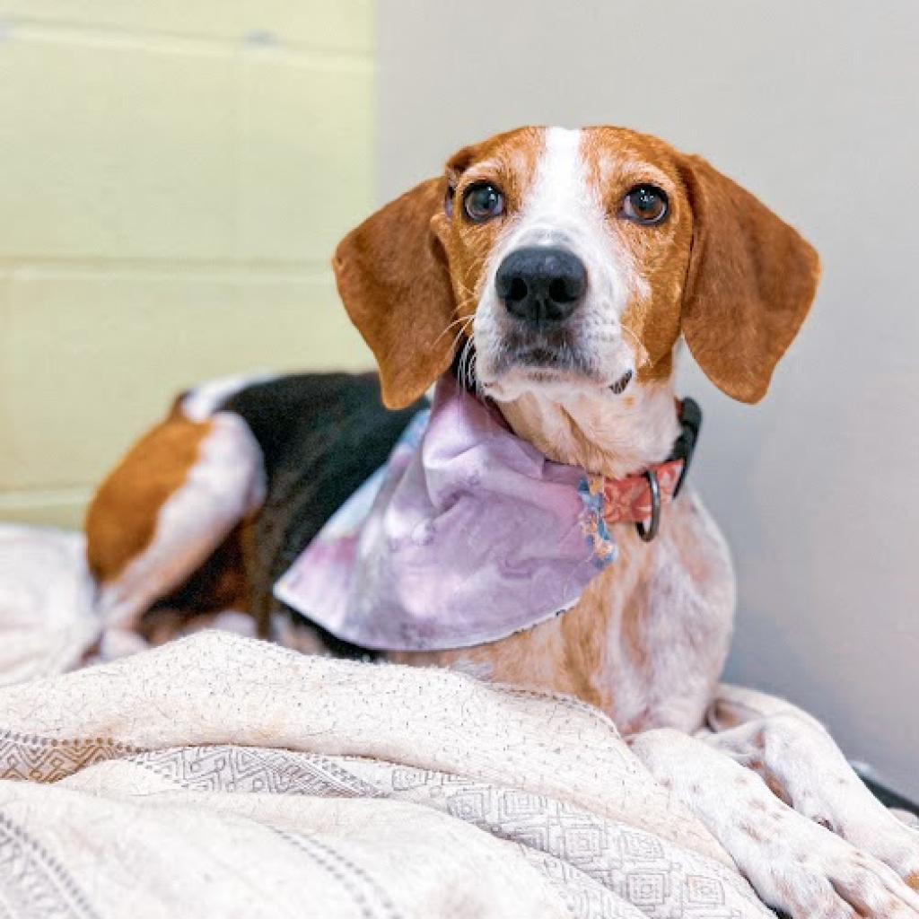 Hazel - MISSING, an adoptable Black and Tan Coonhound in Lynchburg, VA, 24502 | Photo Image 2