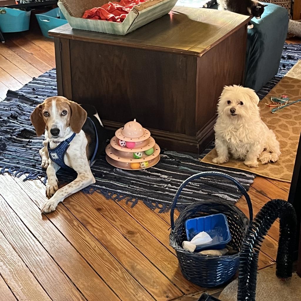 Hazel - MISSING, an adoptable Black and Tan Coonhound in Lynchburg, VA, 24502 | Photo Image 3