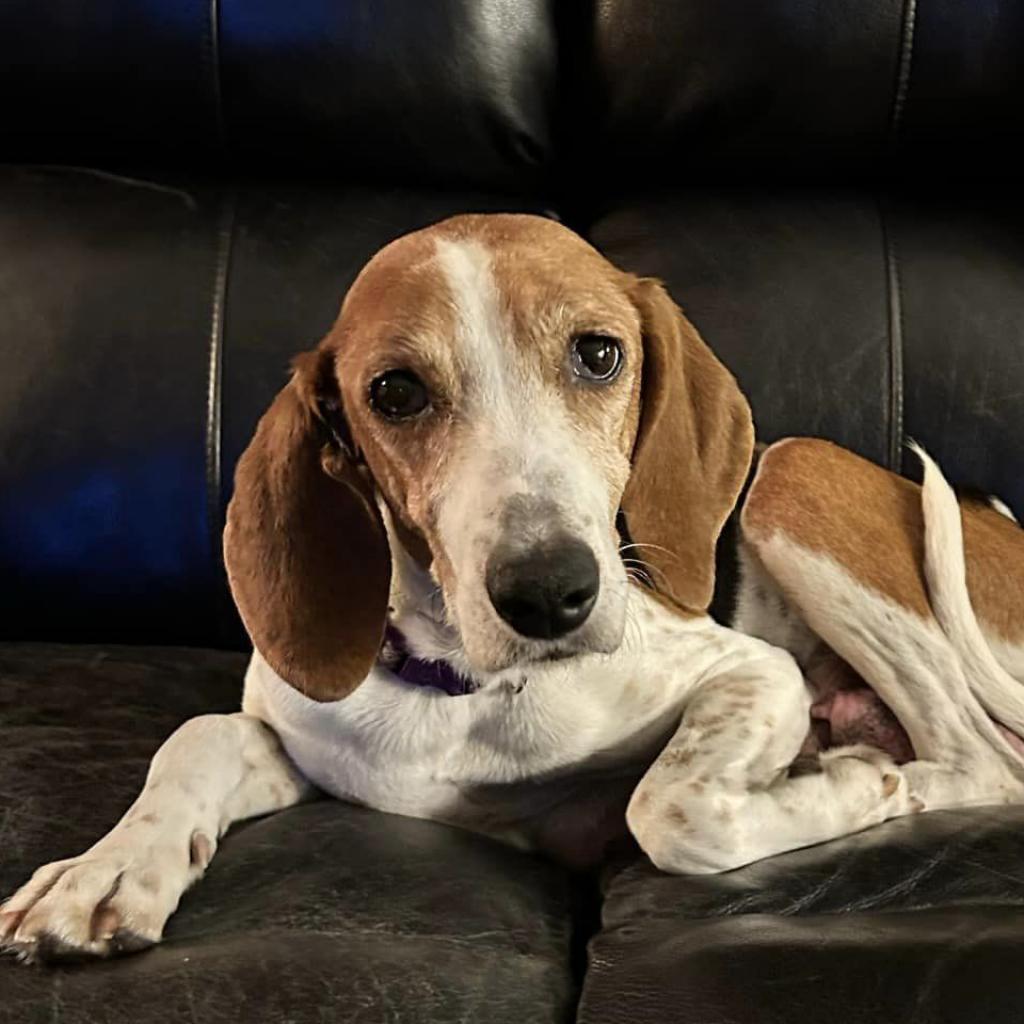 Hazel - MISSING, an adoptable Black and Tan Coonhound in Lynchburg, VA, 24502 | Photo Image 4