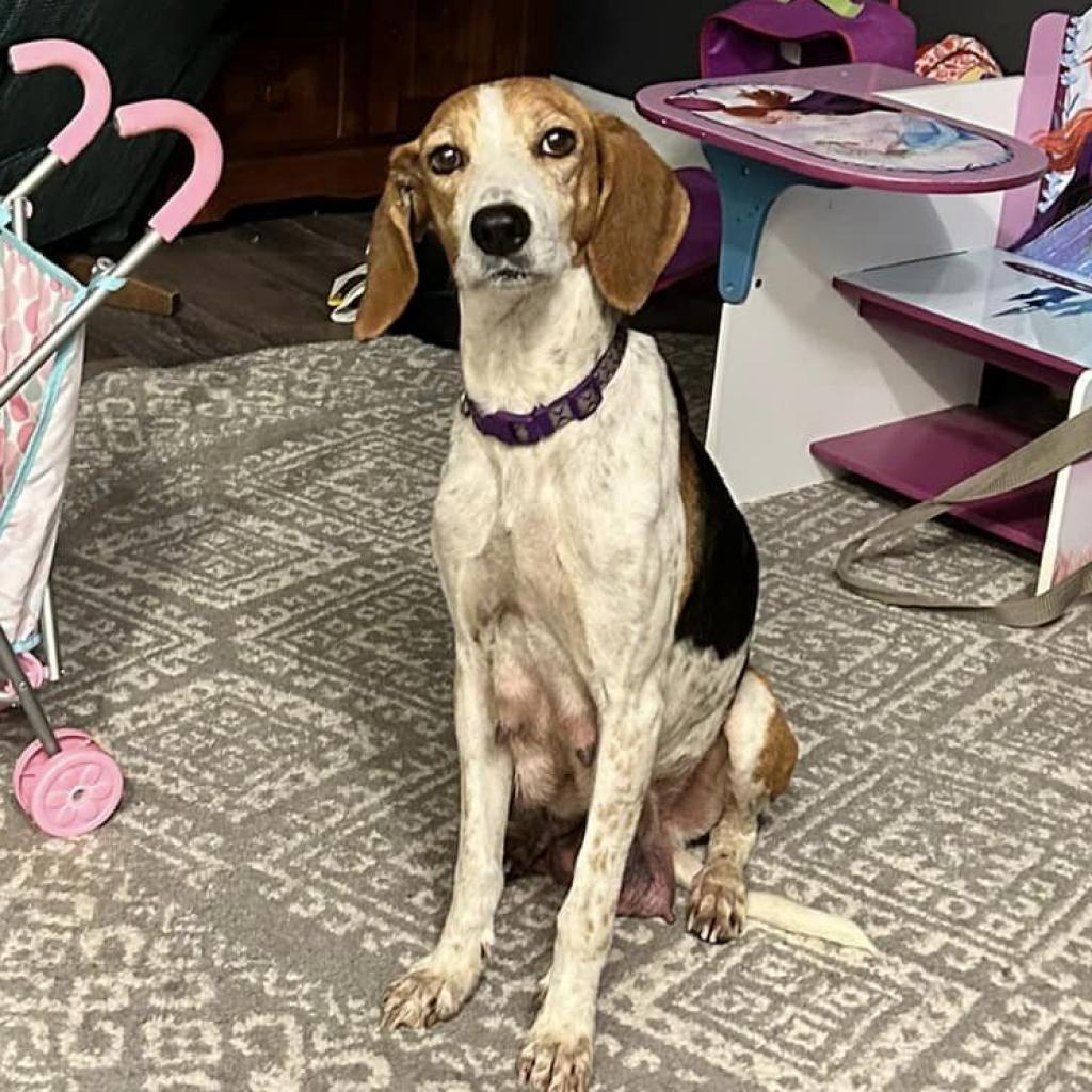 Hazel - MISSING, an adoptable Black and Tan Coonhound in Lynchburg, VA, 24502 | Photo Image 6