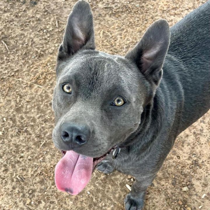 Smokey Blu 3