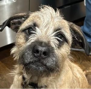 Petfinder border hot sale terrier