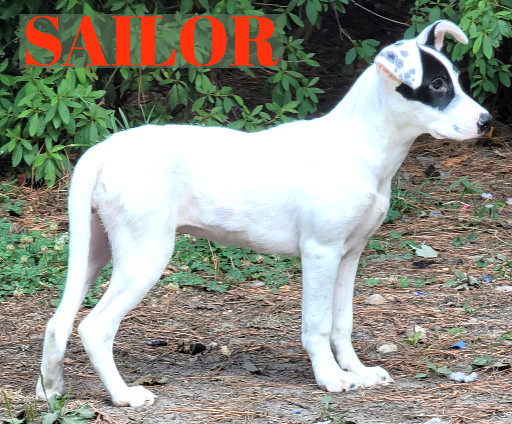 Sailor Athetic, Funny, Goofball ask for her video loves to play Fetch!