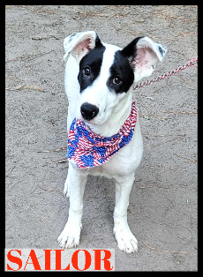 Sailor Athetic, Funny, Goofball ask for her video loves to play Fetch!