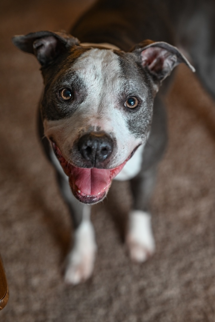 Loretta, an adoptable Pit Bull Terrier & American Staffordshire Terrier Mix in Georgetown, KY_image-4