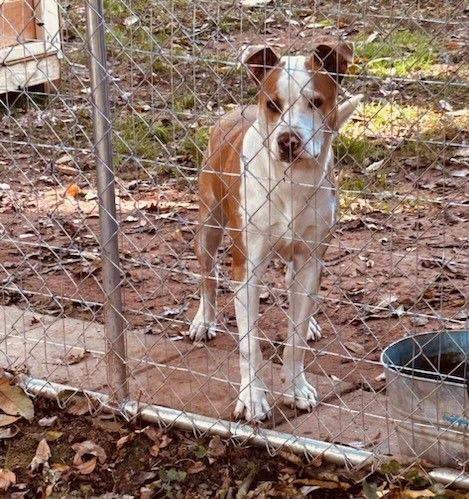 Reggie Coming Attraction! Long Legged Little Boy