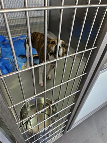 BAE, an adoptable Pit Bull Terrier, Mixed Breed in Norfolk, VA, 23502 | Photo Image 1