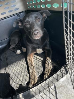 Poe, an adoptable Labrador Retriever Mix in Fresno, CA_image-1