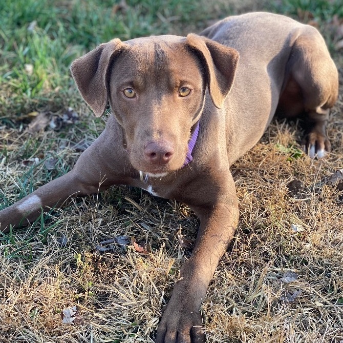 Violet, an adopted Chocolate Labrador Retriever Mix in Farmington, MO_image-2