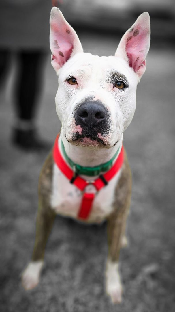 Blanca, an adoptable American Staffordshire Terrier in Erie, PA_image-1