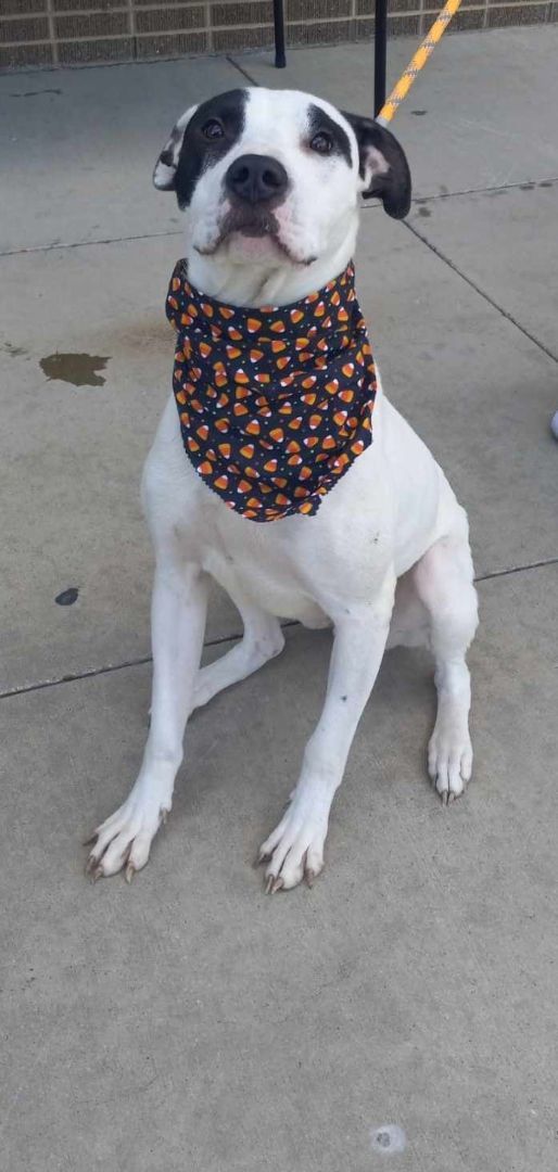 Dog for adoption Deacon an American Bulldog Mix in Bangor ME