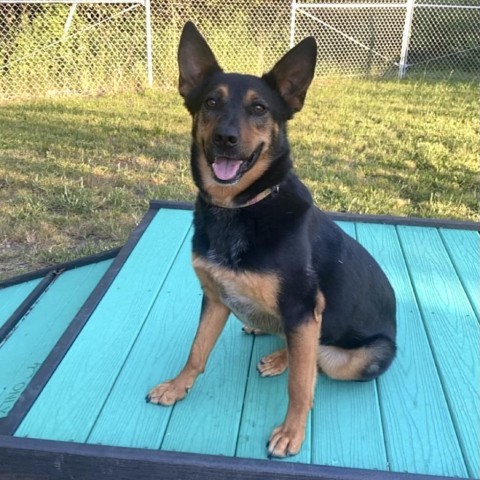 Lola, an adoptable Shepherd, Cattle Dog in Priest River, ID, 83856 | Photo Image 1