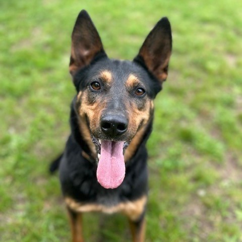 Lola, an adoptable Shepherd, Cattle Dog in Priest River, ID, 83856 | Photo Image 2