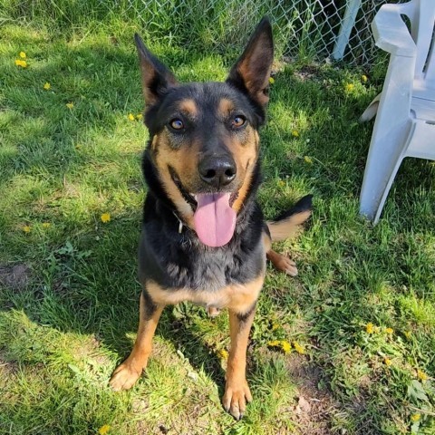 Lola, an adoptable Shepherd, Cattle Dog in Priest River, ID, 83856 | Photo Image 3