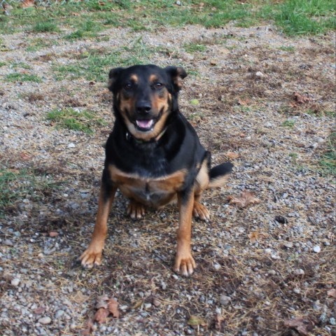 Lola, an adoptable Shepherd, Cattle Dog in Priest River, ID, 83856 | Photo Image 4