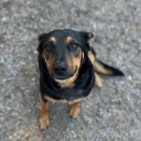 Lola, an adoptable Shepherd, Cattle Dog in Priest River, ID, 83856 | Photo Image 5