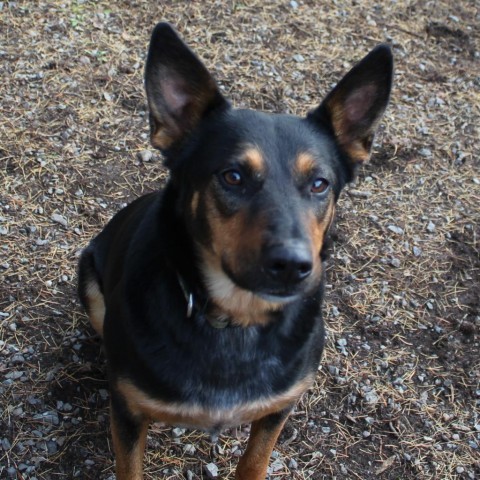 Lola, an adoptable Shepherd, Cattle Dog in Priest River, ID, 83856 | Photo Image 6