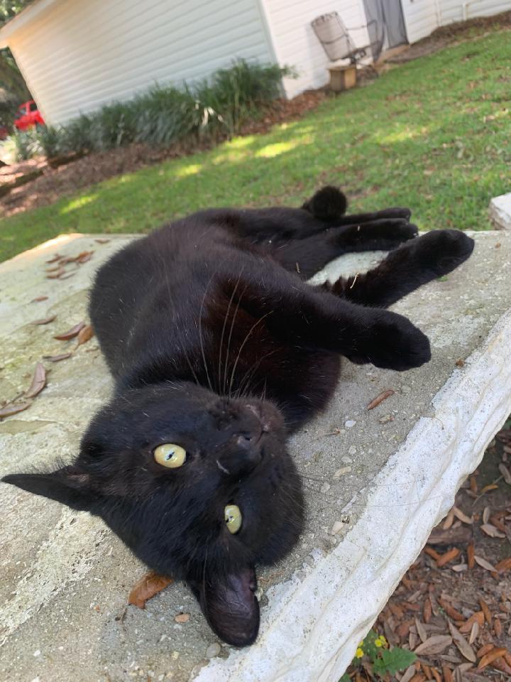 Lancelot, an adoptable Bombay in Magnolia Springs, AL, 36555 | Photo Image 1