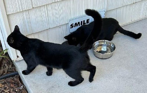 Lancelot, an adoptable Bombay in Magnolia Springs, AL, 36555 | Photo Image 3