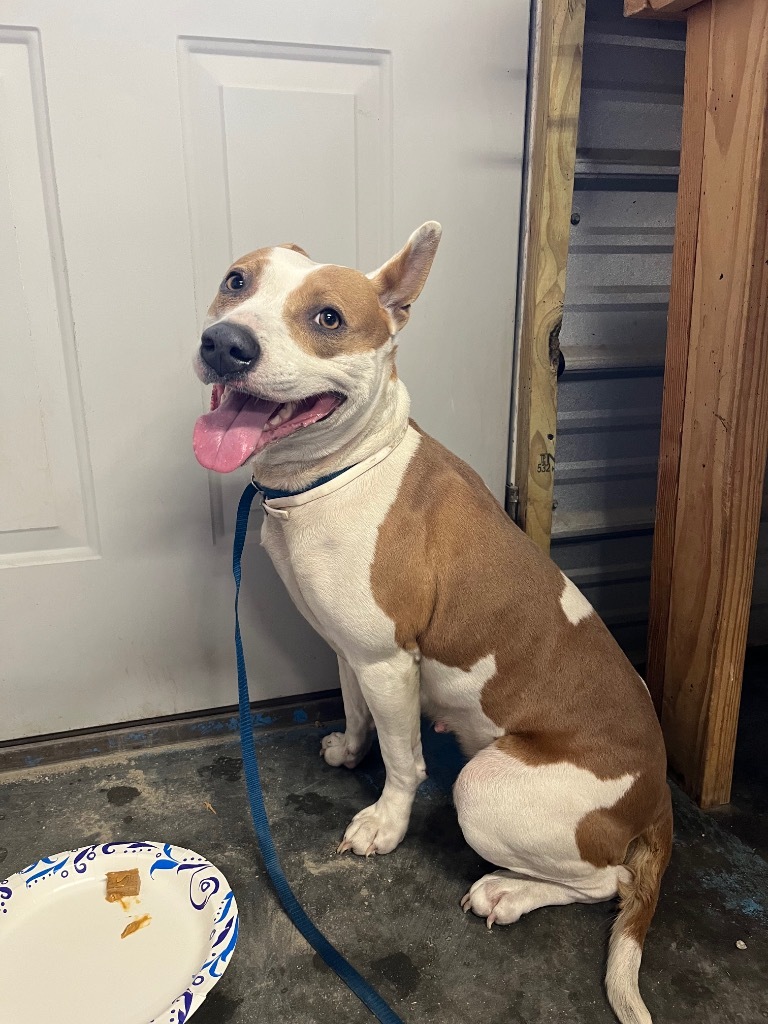 H484, an adoptable Terrier in Mullins, SC, 29574 | Photo Image 3