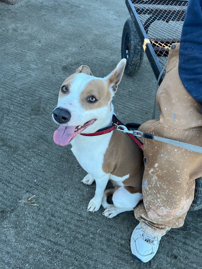 H484, an adoptable Terrier in Mullins, SC, 29574 | Photo Image 5