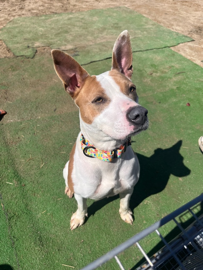 H484, an adoptable Terrier in Mullins, SC, 29574 | Photo Image 6