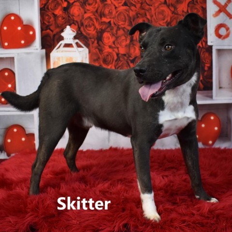 Skitter, an adoptable Mixed Breed in Yuma, AZ, 85365 | Photo Image 1