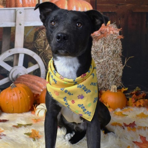 Skitter, an adoptable Mixed Breed in Yuma, AZ, 85365 | Photo Image 3