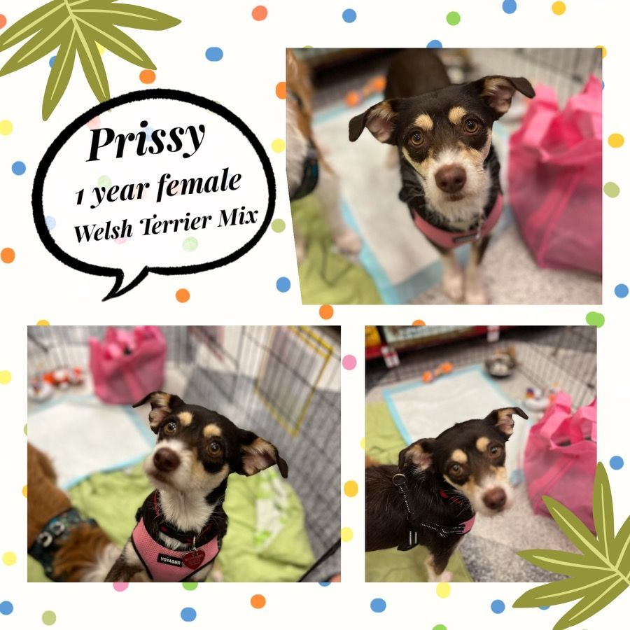 PRISSY– 1 YEAR FEMALE TERRIER MIX
