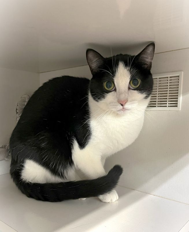 Gracie, an adoptable Domestic Short Hair in Genoa, IL, 60135 | Photo Image 1